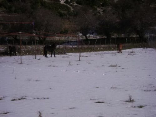 Το λιβάδι