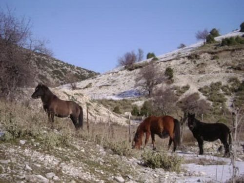 Το λιβάδι